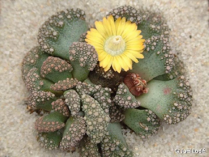 Titanopsis calcarea ©JLcoll.4317